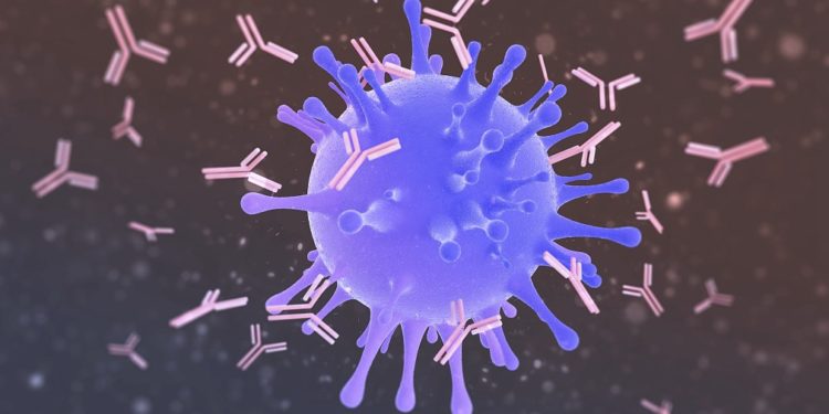 Computer illustration of antibodies (pink) attacking a virus particle (blue).