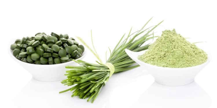 Wheatgrass in powder, wheat grass blades, spirulina and chlorella pills isolated on white background. Healthy living.