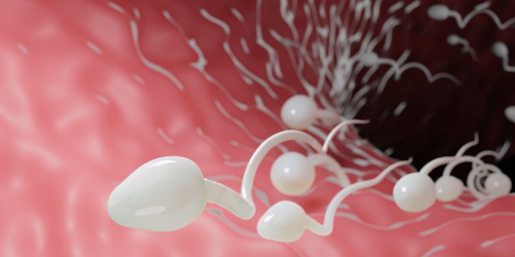 Sperm swimming in a fallopian tube. 3D Illustration Rendering.