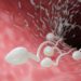 Sperm swimming in a fallopian tube. 3D Illustration Rendering.