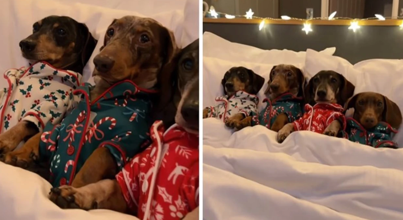 mbi-18-milione-shikime-kater-qente-ne-pizhame-pushtojne-internetin