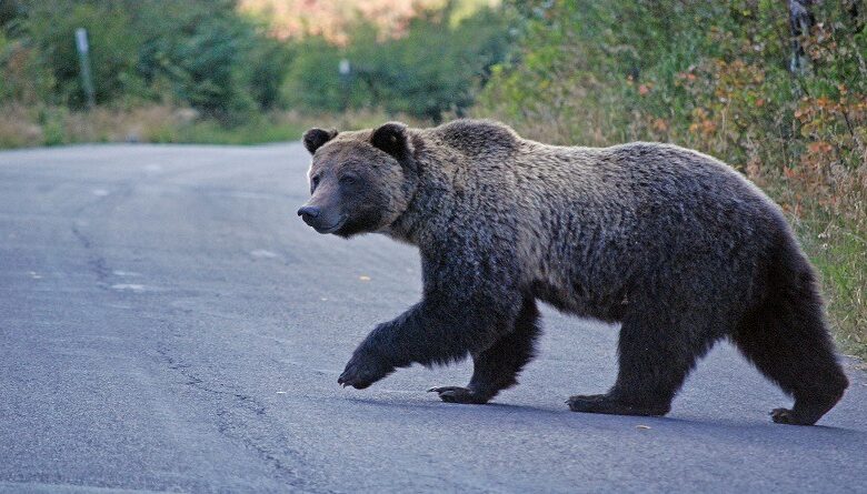 Ariu vjedh të njëjtën dyqan ëmbëlsirash për herë të katërt