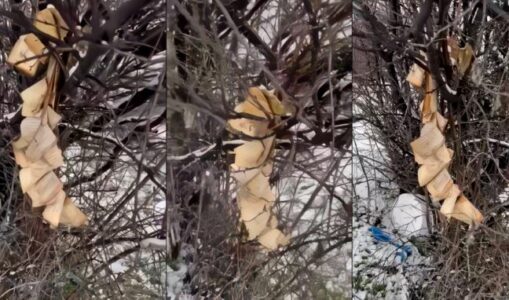 Disa persona djegin Kuranin në Gjakovë