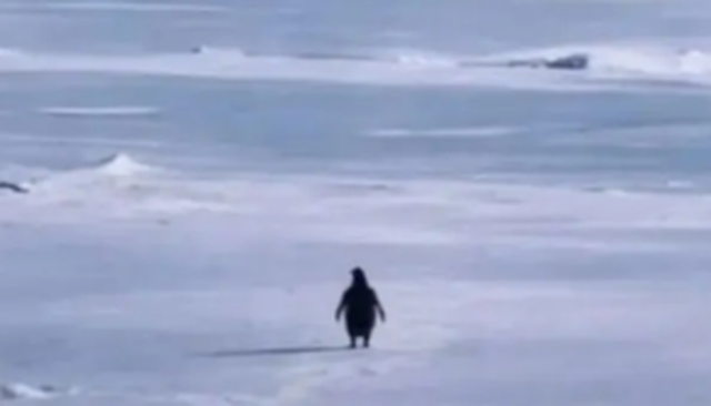  Pinguini Nihilist  po pushton internetin  gjithçka që duhet të dini rreth meme s më virale të 2026 ës