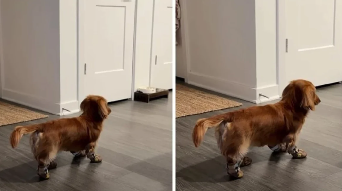 Qeni rebel refuzon të ecë me çizme për borë   videoja bën namin