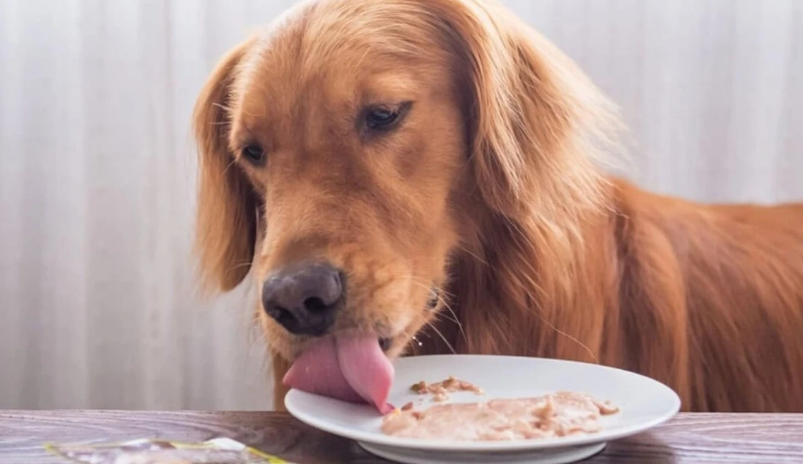 Po e ushqeni gabim qenin tuaj  Këto ushqime mund t i shkurtojnë jetën