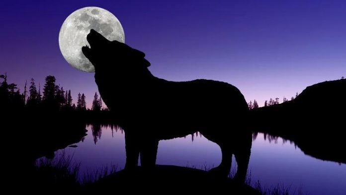 viti-i-ri-nis-me-spektakel-qiellor-sonte-mos-harroni-te-shihni-henen-e-ujkut-cilat-shenja-te-horoskopit-do-te-preken-nga-ky-fenomen