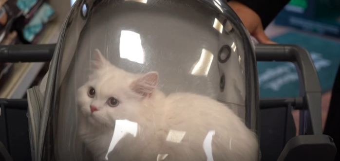 Trendi botëror  Kafshët zëvendësojnë lulet për Shën Valentin