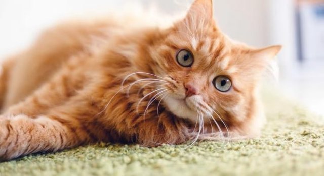 Fakte për macet që ndoshta nuk i dinit 