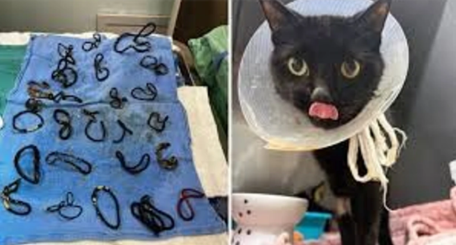 I ishin bllokuar zorrët  mjekët në Florida gjejnë në barkun e maces 26 lidhëse flokësh