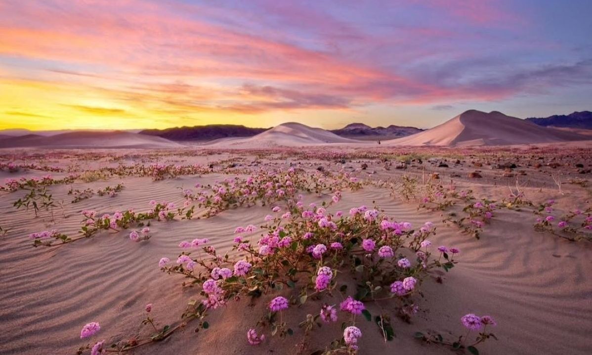 Fenomen i rrallë në Luginën e Vdekjes  Vendi më i nxehtë në Tokë mbushet me lule shumëngjyrëshe