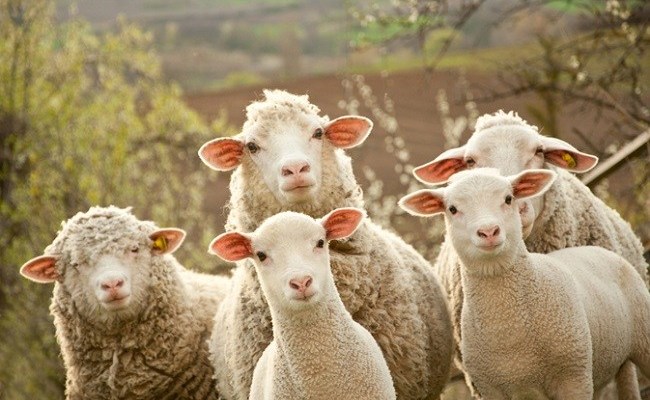 Shpërthen murtaja  Kosova ndalon importin e deleve dhe dhive nga Shqipëria