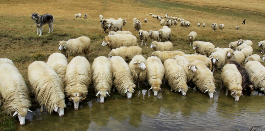 Konfirmohet rasti i parë i sëmundjes  Lija e Deleve Dhive  në Kosovë