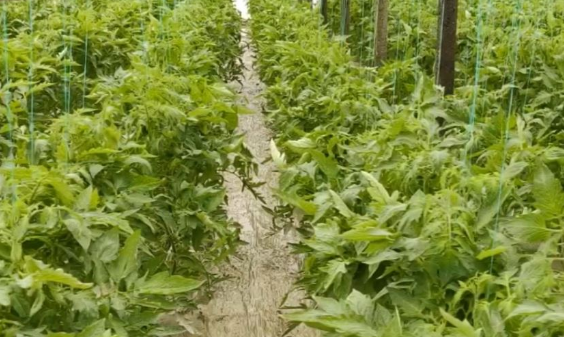 Komuna e Prishtinës hap thirrje për fermerët për përkrahje me serra