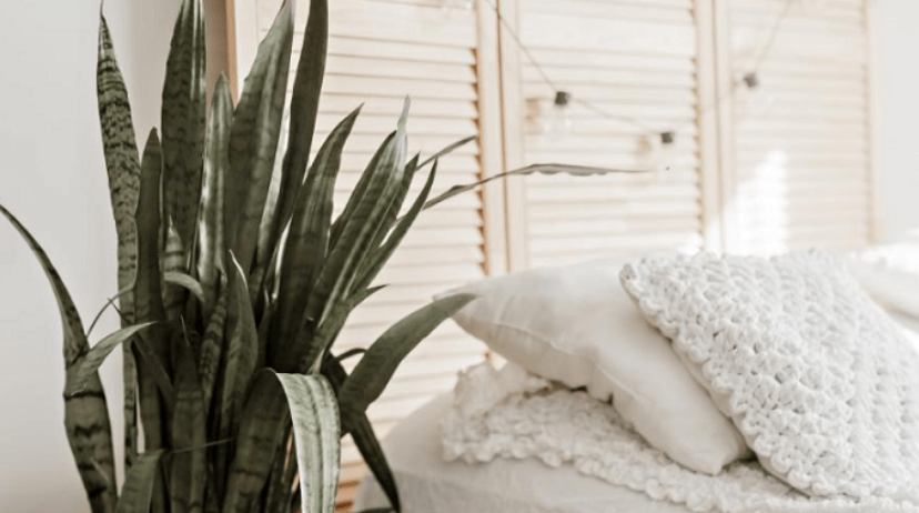 Lulja që këshillohet nga ekspertët të vendoset në dhomën e gjumit