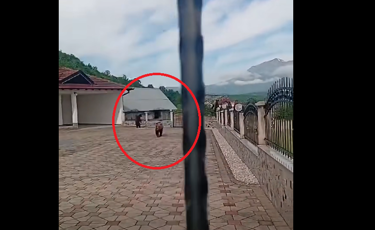 Tre arinj hyjnë në oborrin e një familjeje në Hoçë të Prizrenit