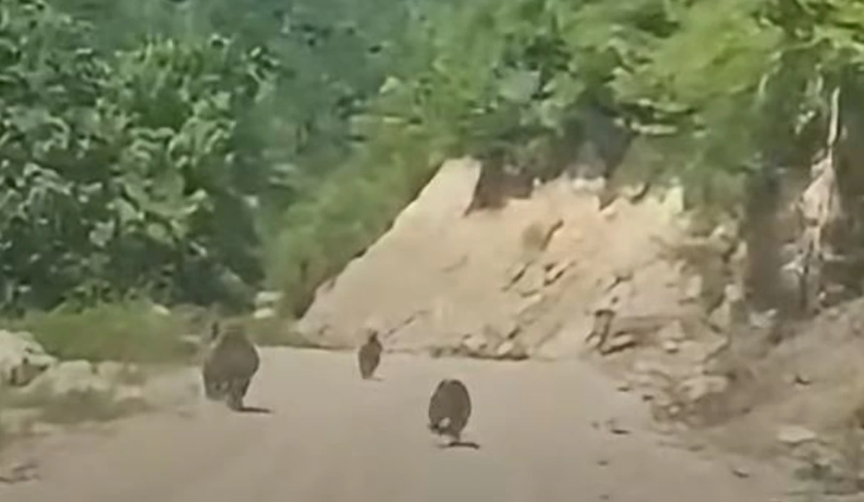 Ariu me të vegjlit në bjeshkët e Deçanit