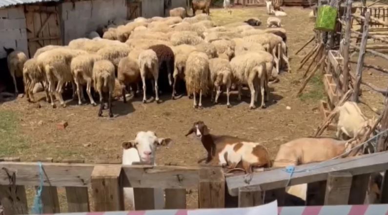 Sërish shfaqet murtaja e deleve në Shqipëri