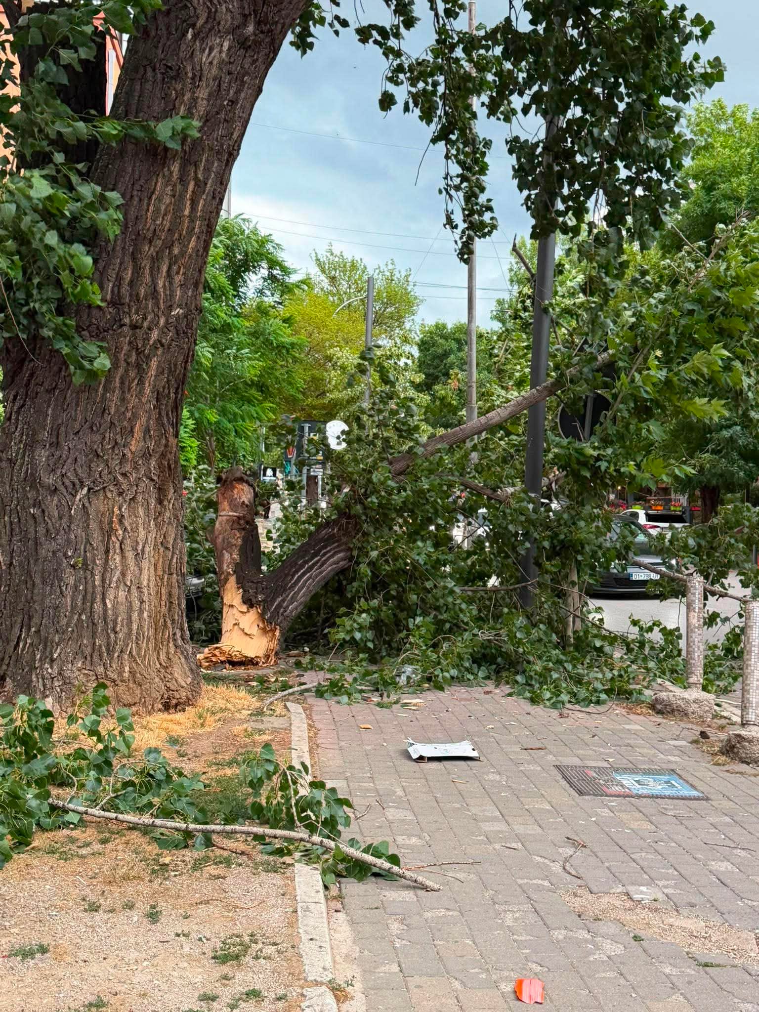 Erërat e forta rrëzojnë një lis në qendër të Prishtinës