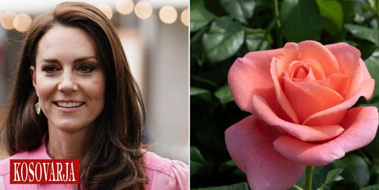 Del në shitje trëndafili me emrin e Princeshës Kate Middleton