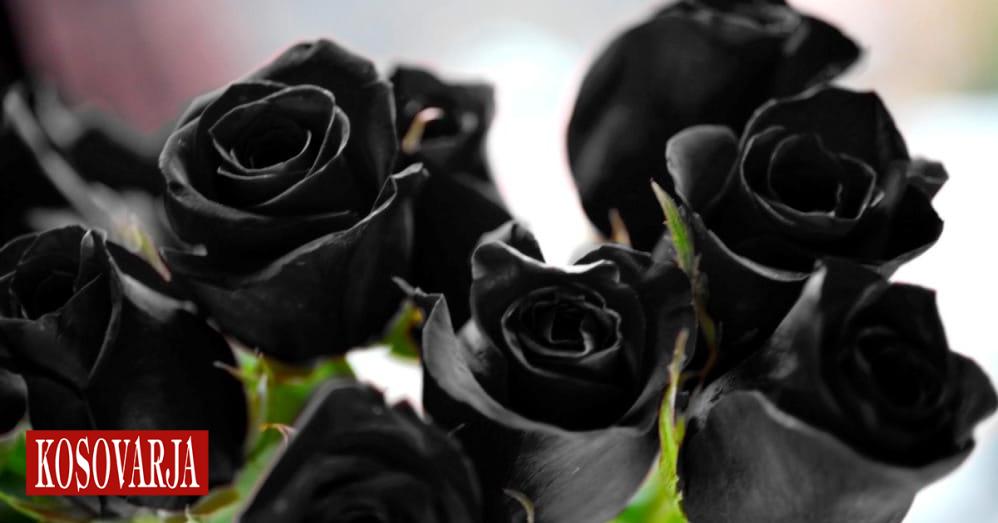 Kush ia solli Elijonës trendafilat e zi 